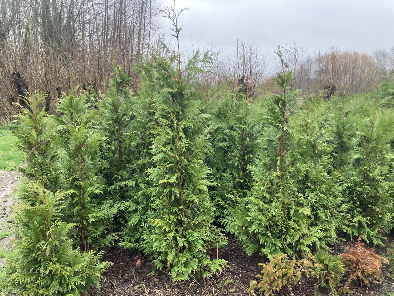 Thuja haag coniferen