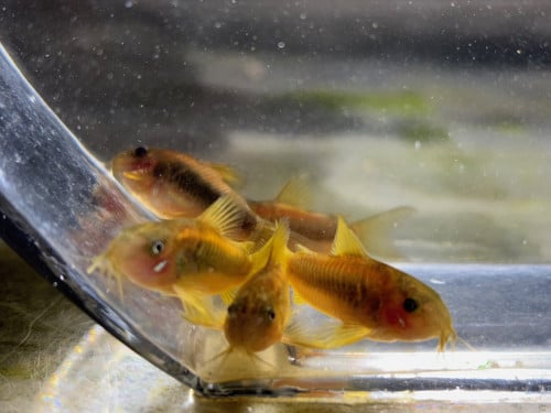 Osteogaster (Corydoras) CW010 Goldstripe