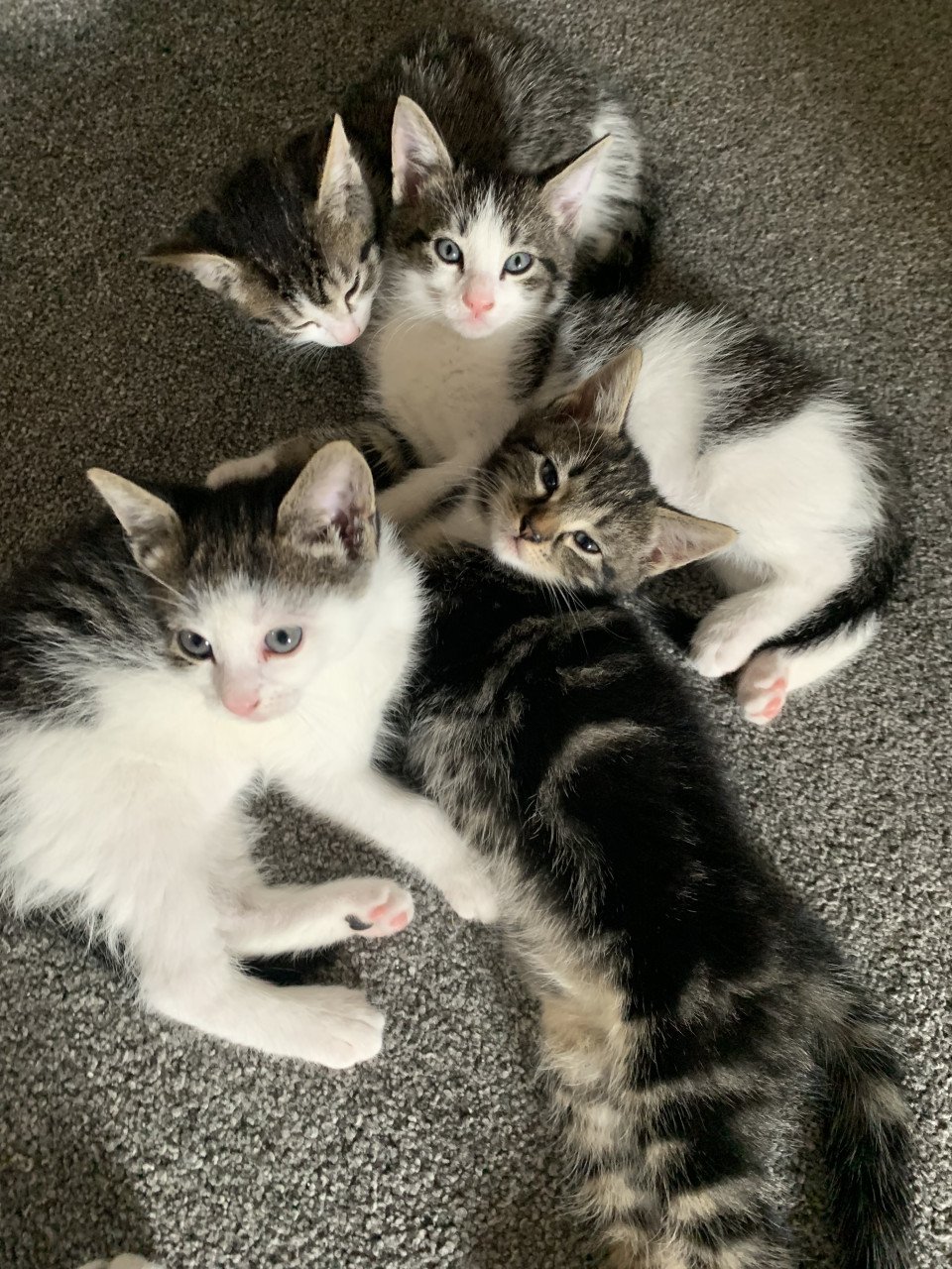 Cyperse kittens