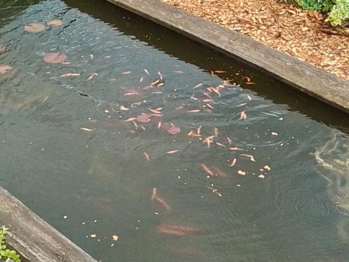 Goudvoorns en Elritsen
