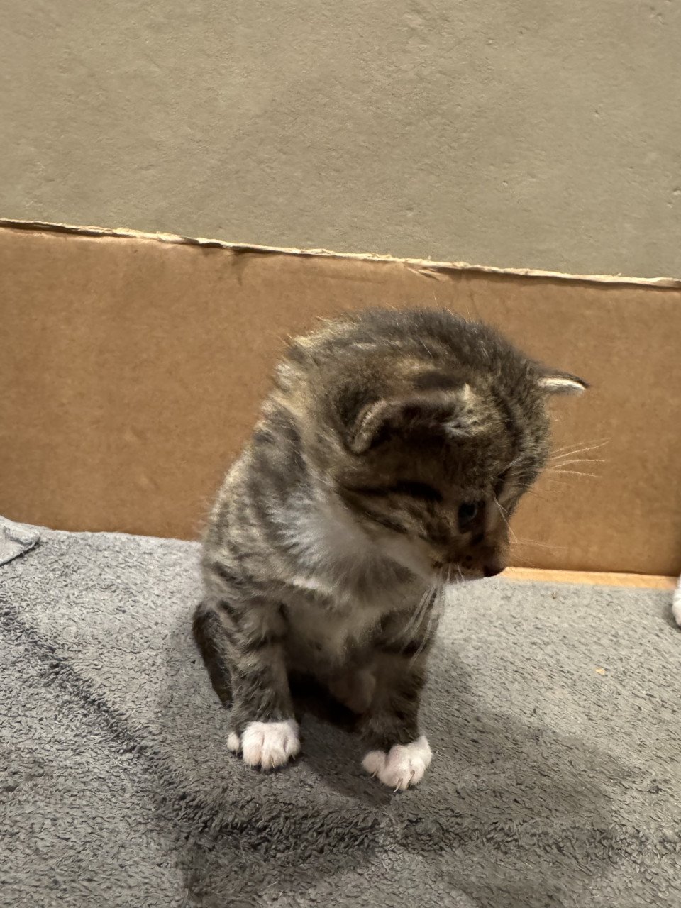 Kittens te koop!