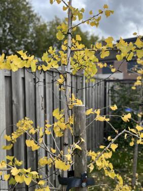 Twee japanse notenbomen / Ginkgo Biloba