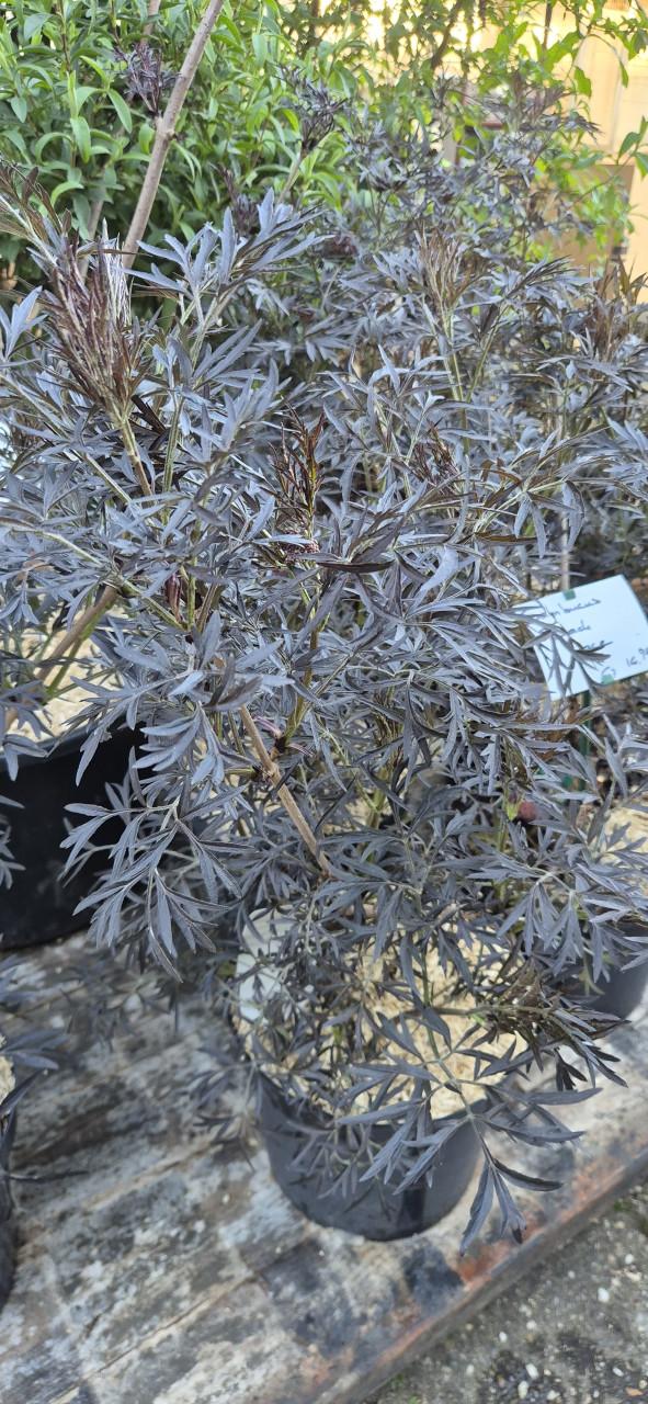 Donkerbladige Peterselievlier