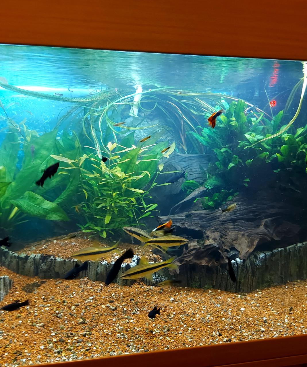 Aquarium geheel compleet