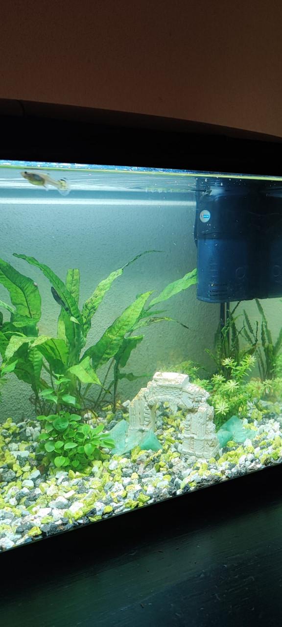 Aquarium 50 liter