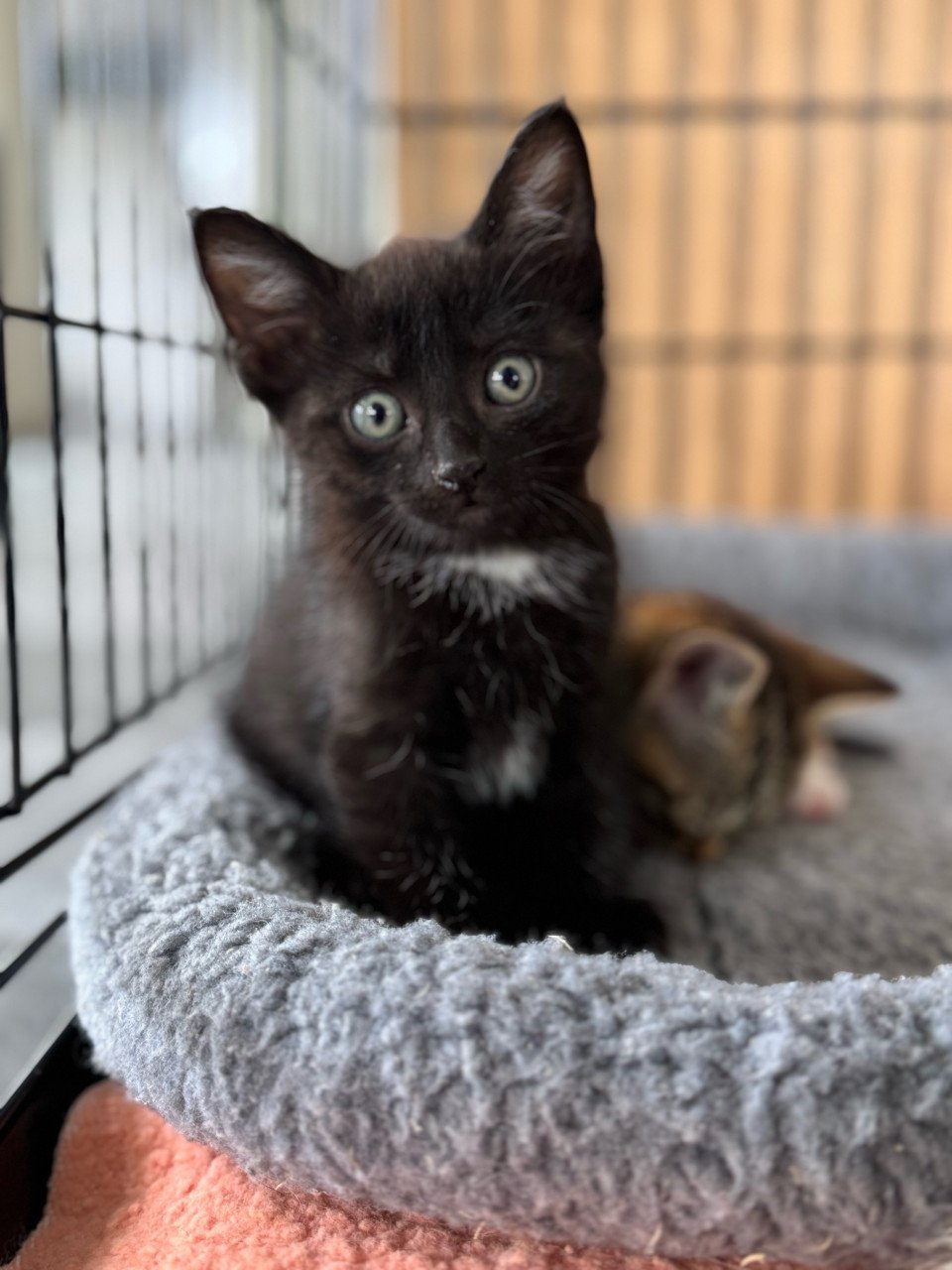 Kittens poesje en twee katertjes x bengaal