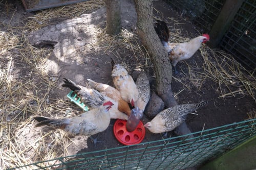 Friese haantjes en hennetjes