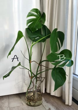 Monstera Variegata stekken