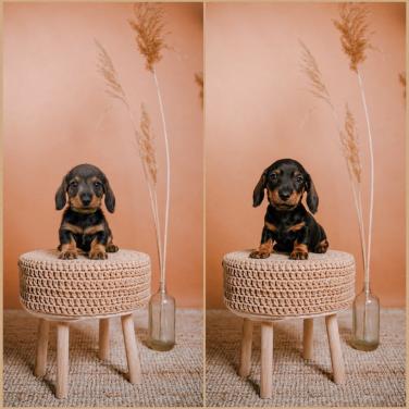 Laatste kaninchen Teckel pups