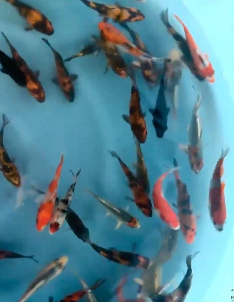 Tosai isa maruyo koi vissen