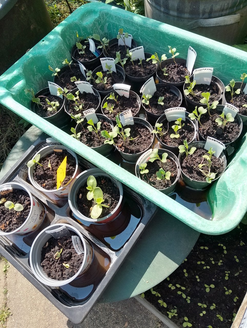 Sla-en anderen plantjes----0,10ct