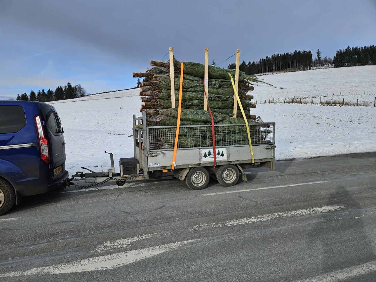 1ste kwaliteit nordmann kerstbomen