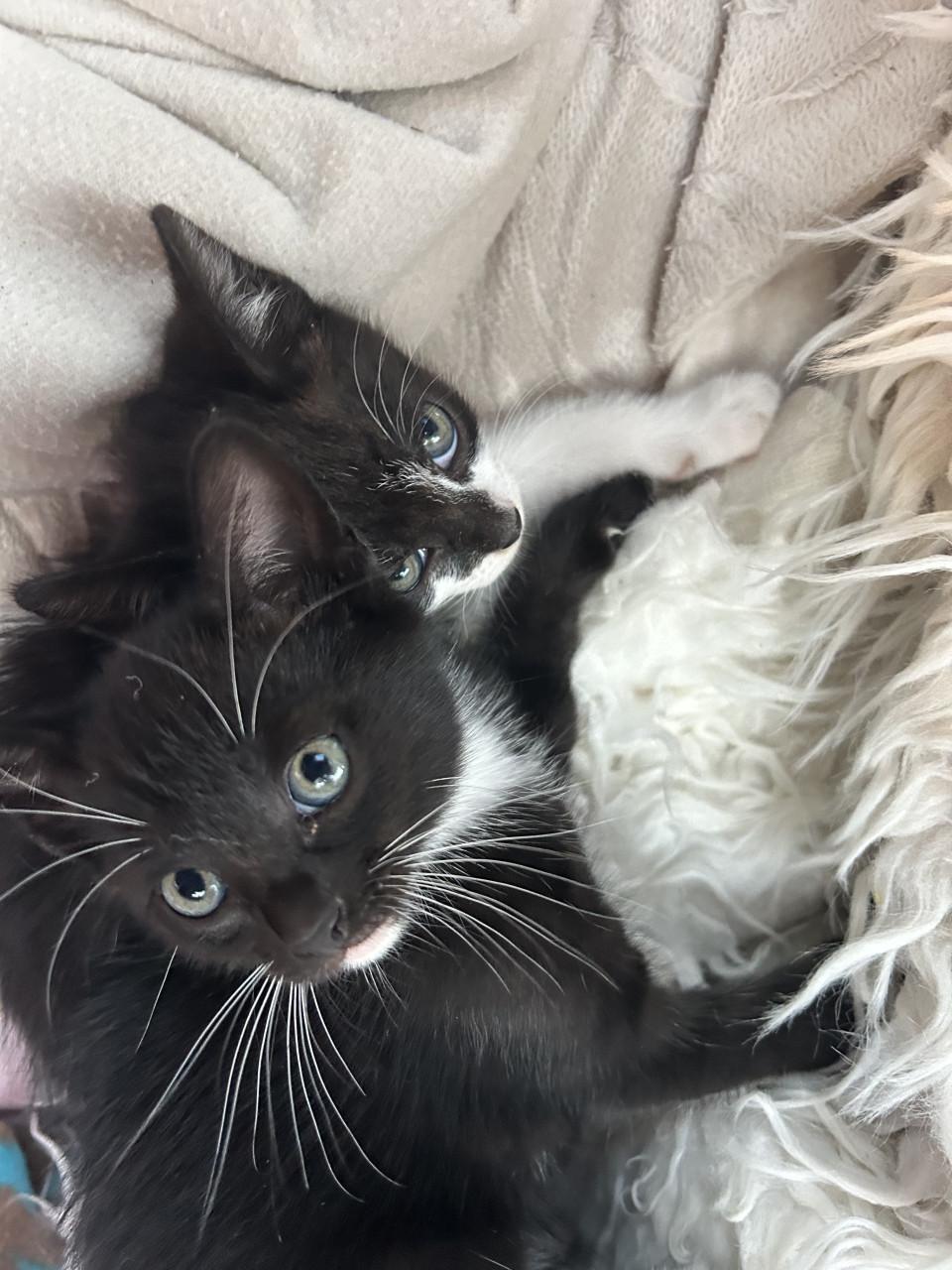 Lieve kittens😻