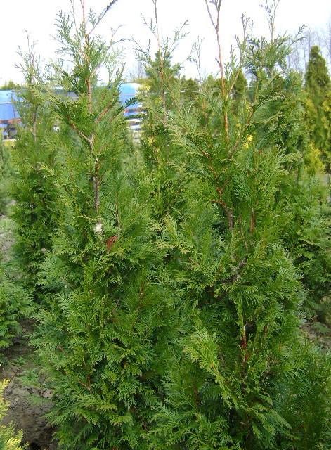 Thuja haag coniferen