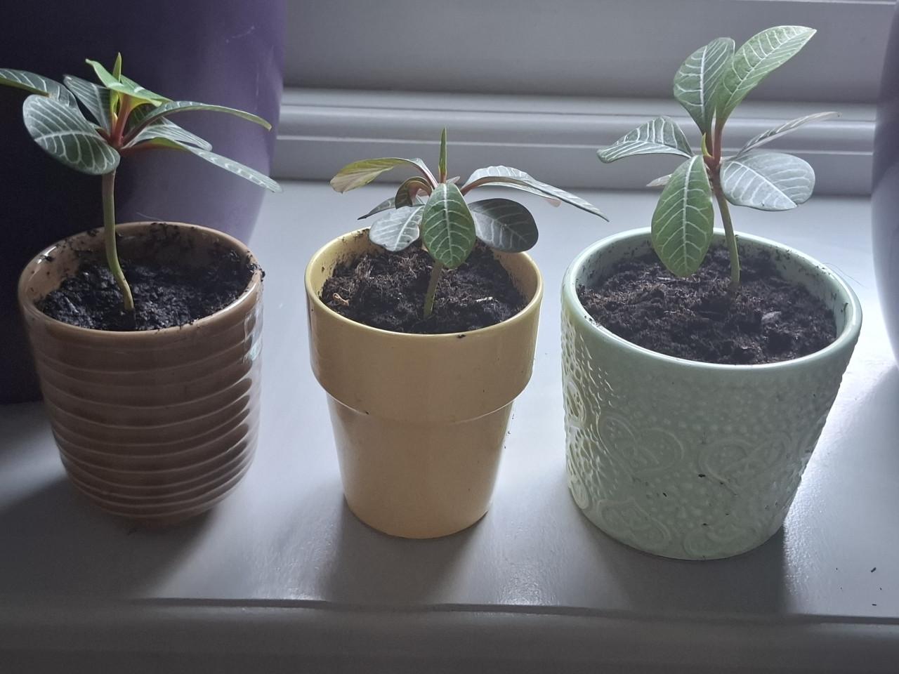 Mooie stekken van deMadagascar Jewel.