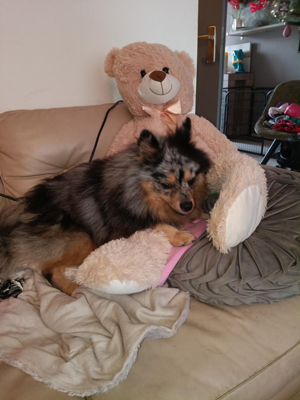 Keeshond gecastreerd