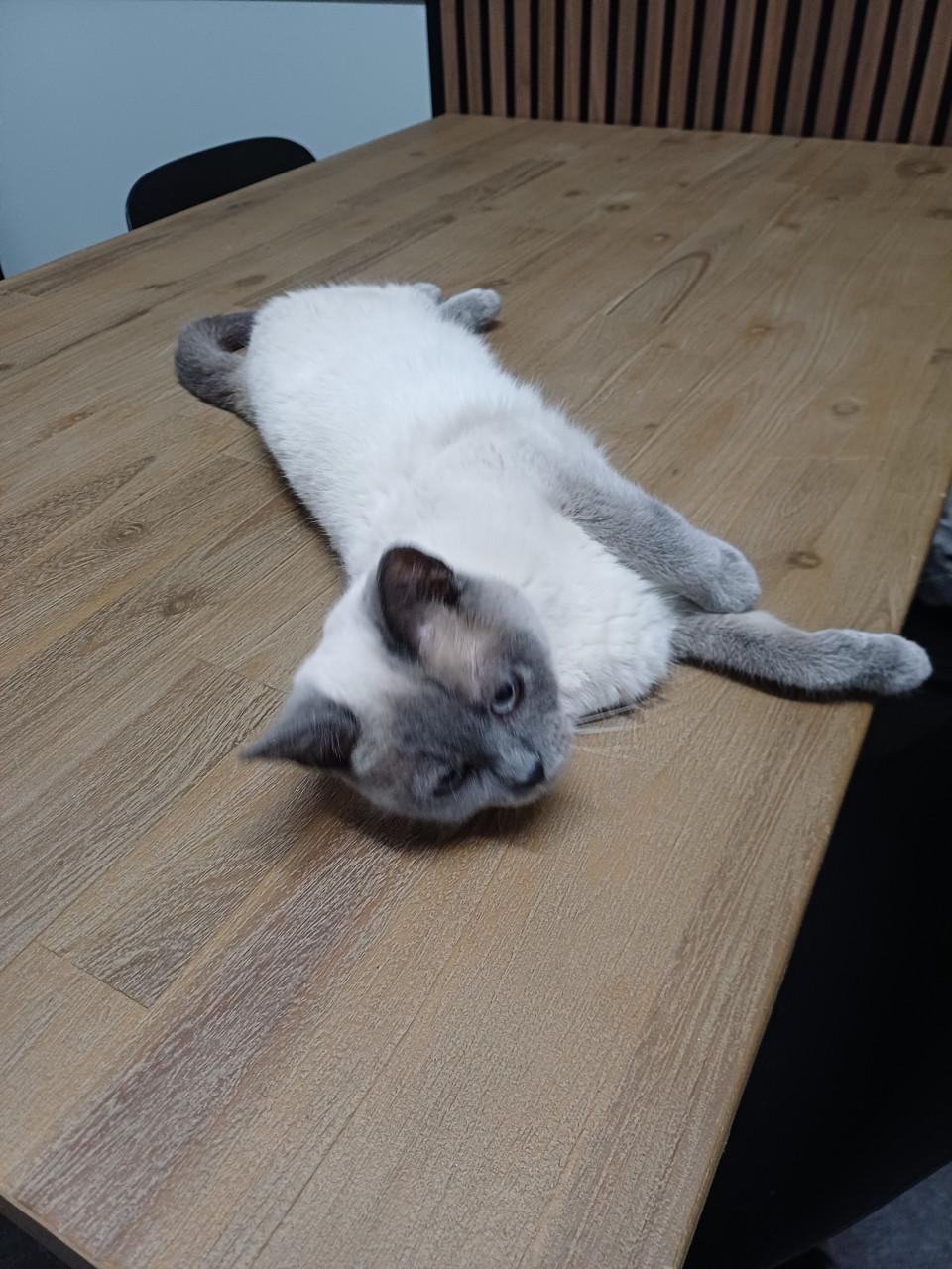 We zoeken voor onze 2 lieve Brits Korthaar poezen een nieuw huisje.