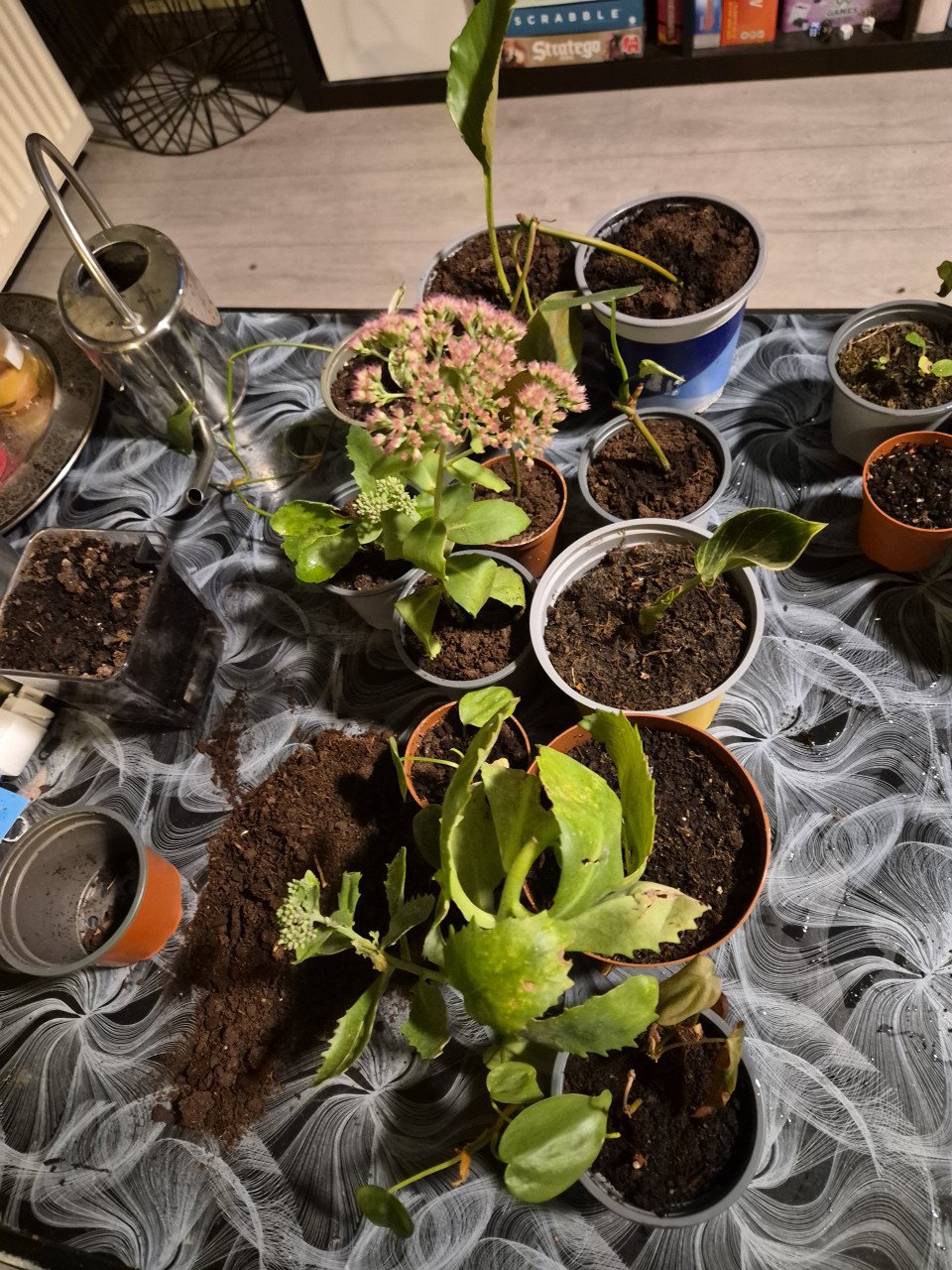 Plantjes 50cent per stuk