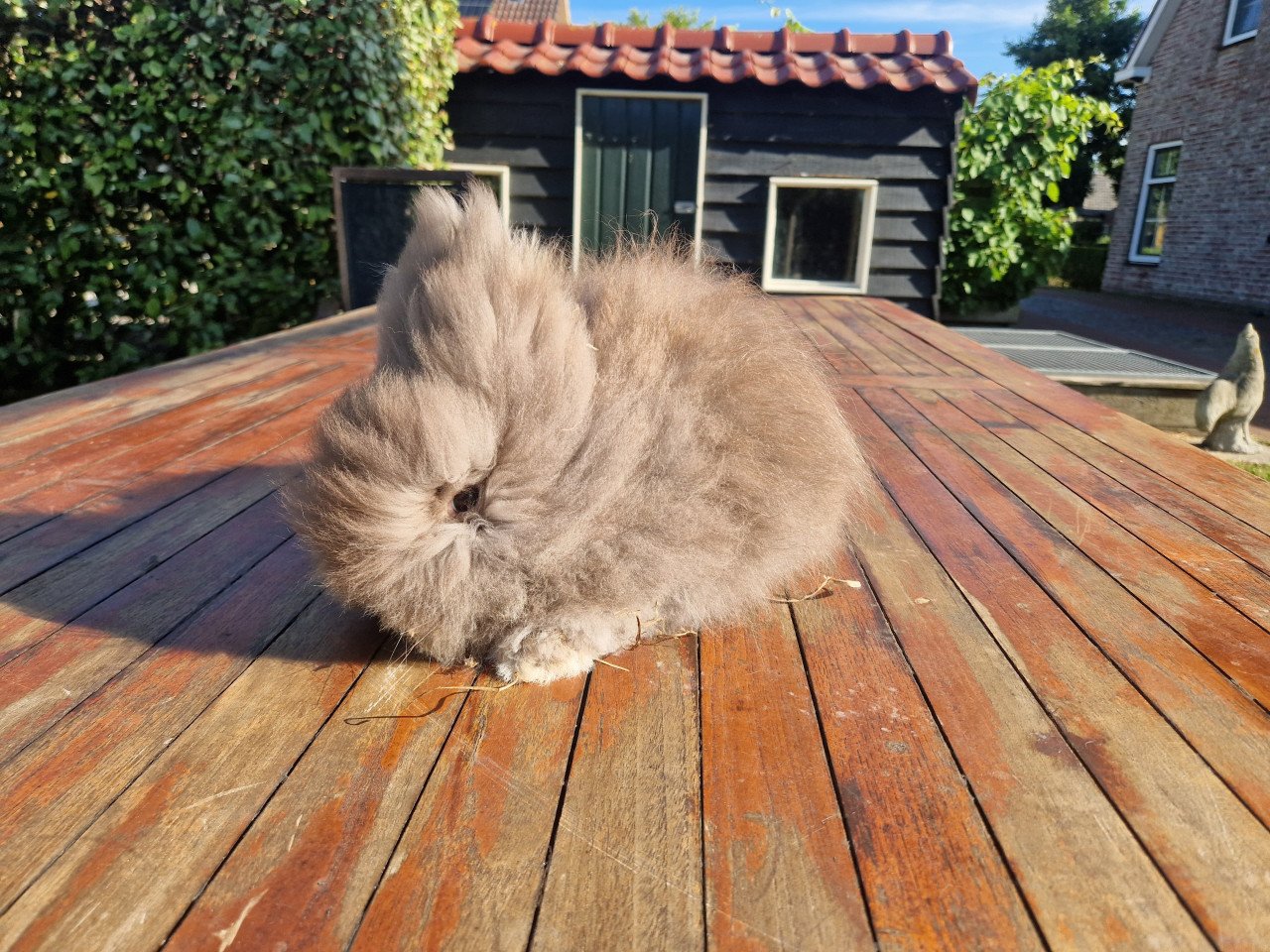 Teddy konijn