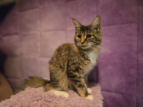 Maine coon poes met stamboom en fokrechten