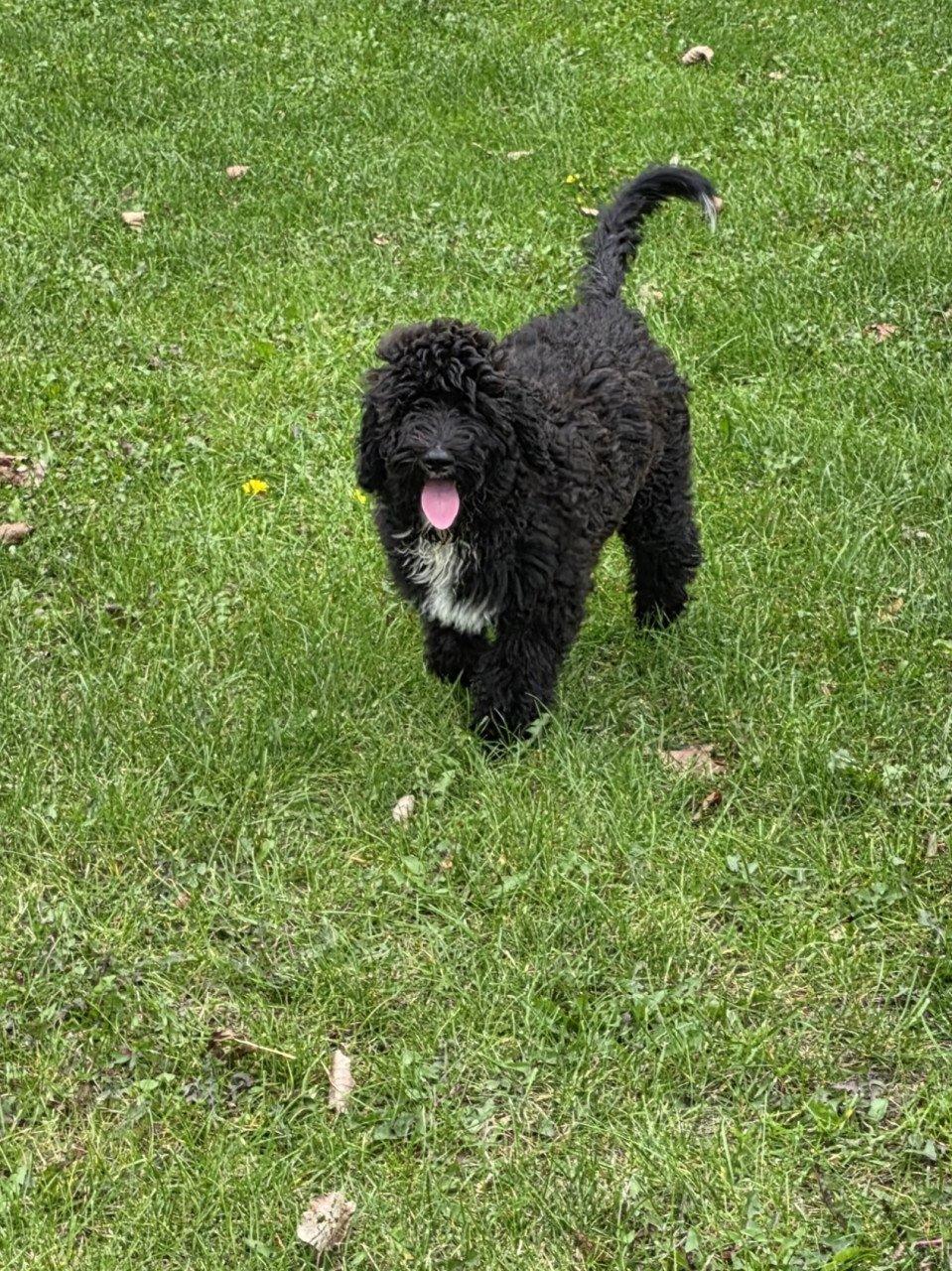 Labradoodle