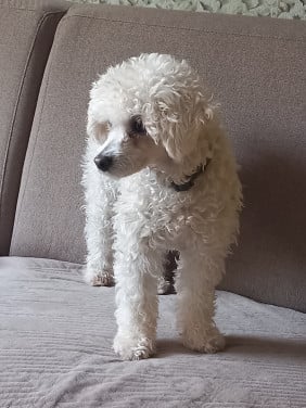 Toypoedel teefje