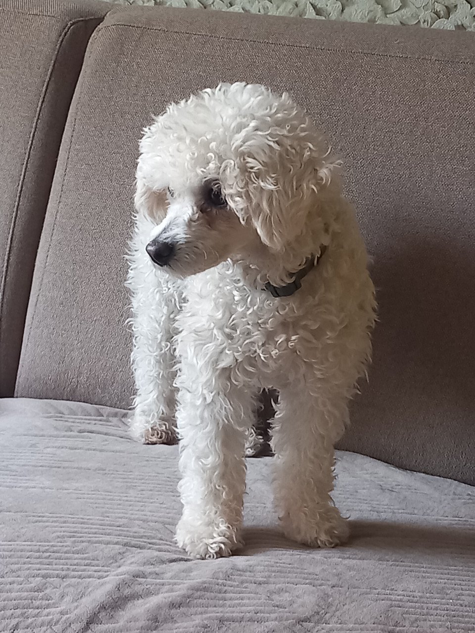 Toypoedel teefje