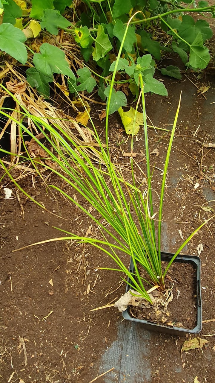 Diverse siergrassen en planten
