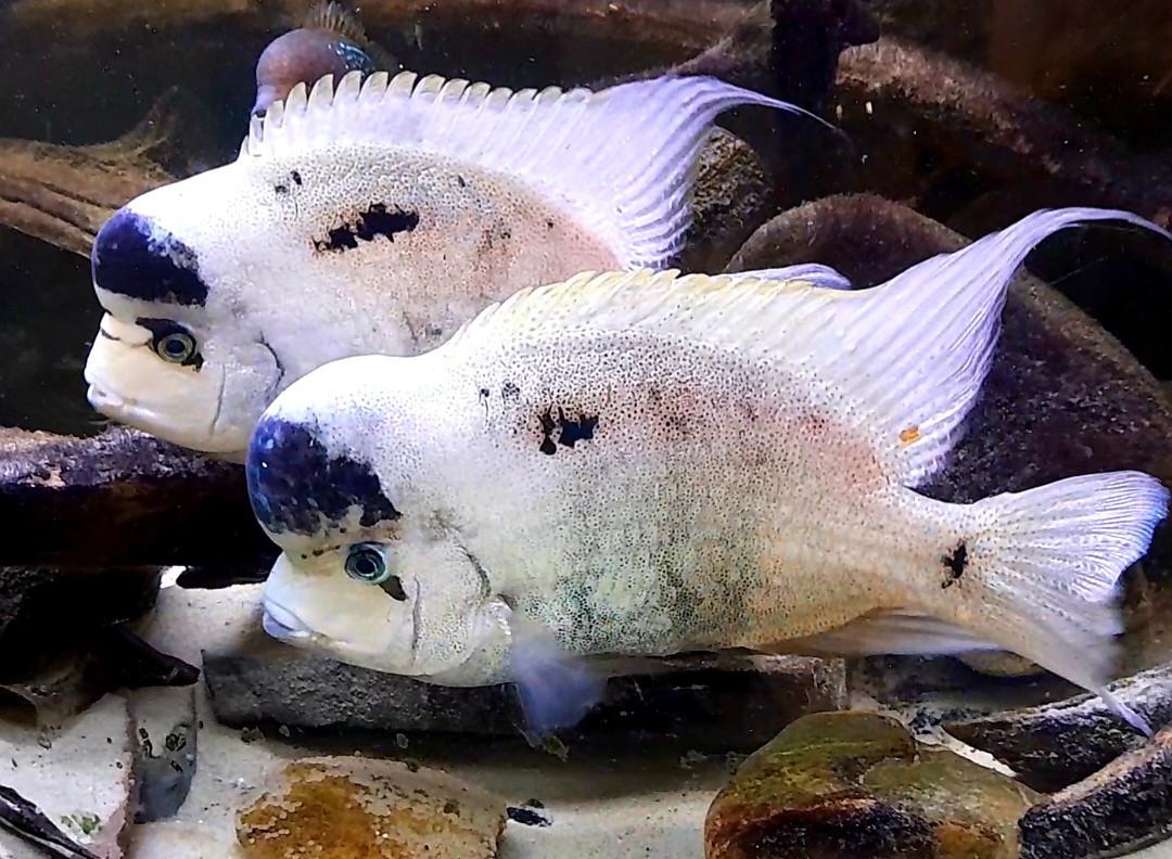 Aquariumvissen zilverwitte