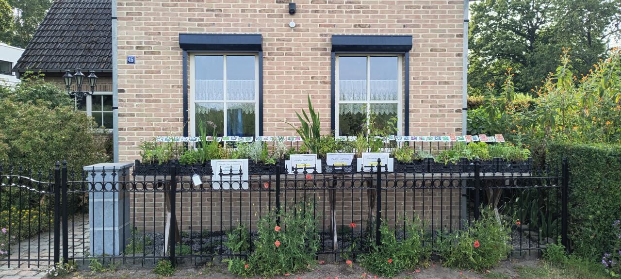 Vaste planten, groente planten, bijen,- en vlinderplanten: €1,25 p/st.