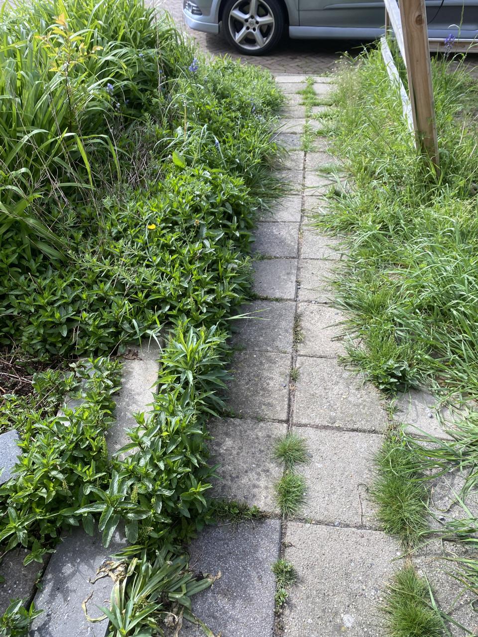 Tuin onkruidvrij maken