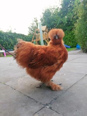 Zijdehoenders, kippen