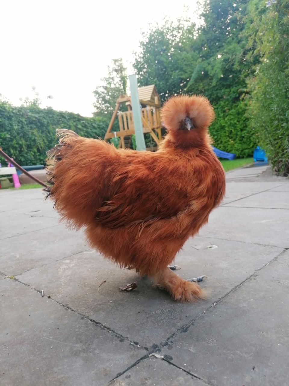 Zijdehoenders, kippen