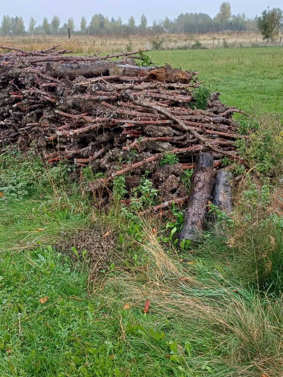 Appelhout stammen (circa 2M)