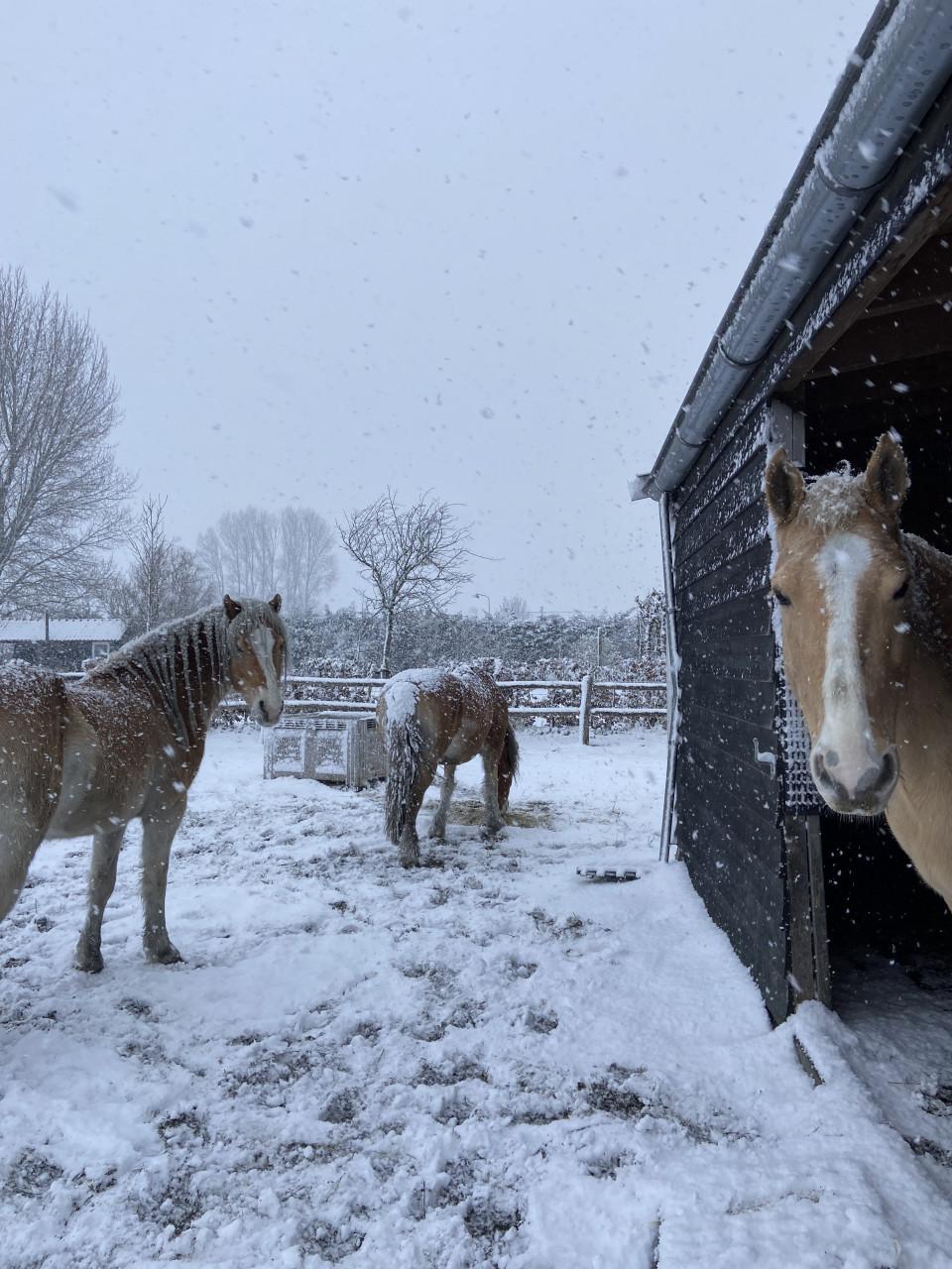 6-jarige PRE Palomino merrie