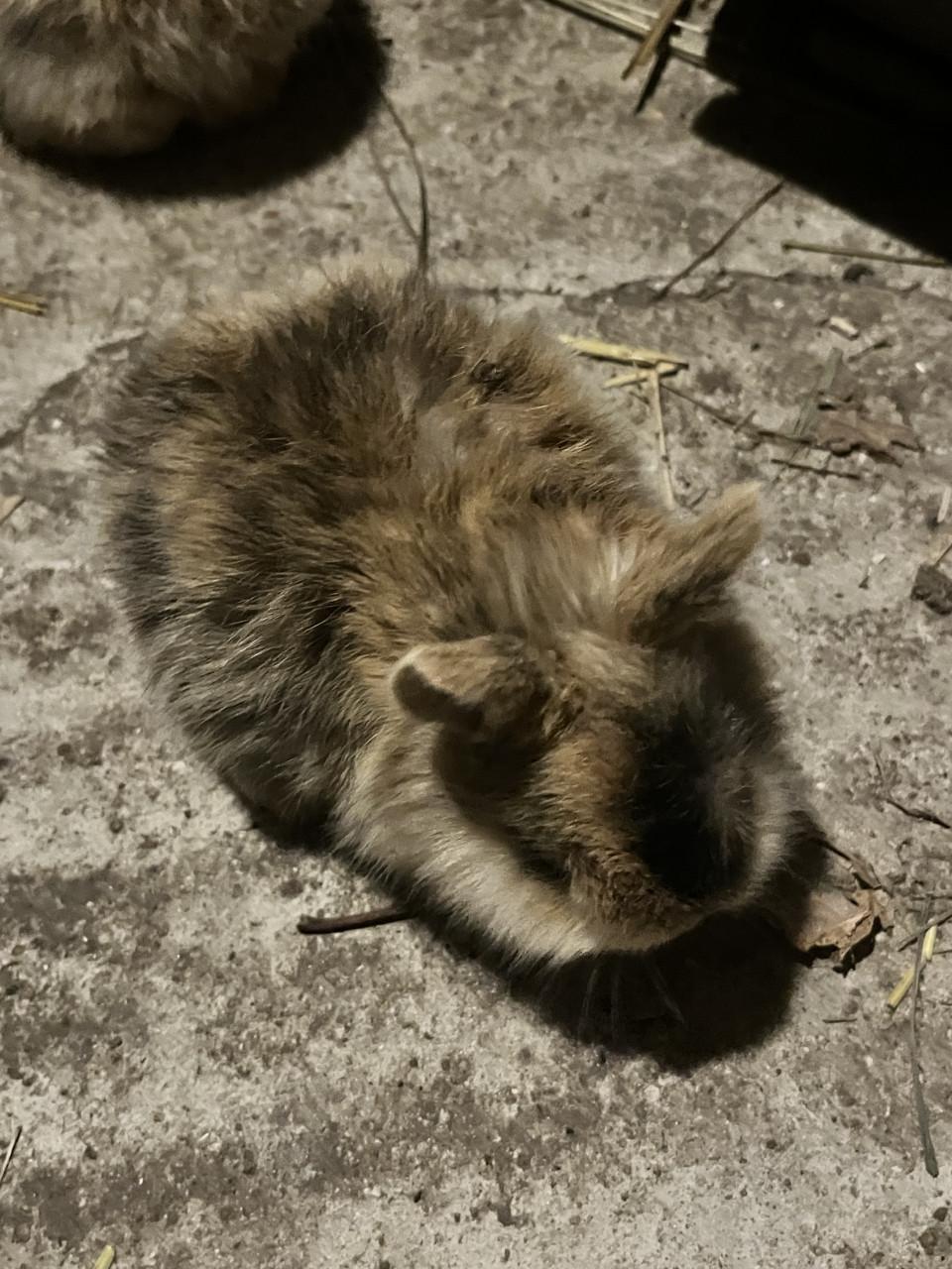 6 schattig baby konijntjes