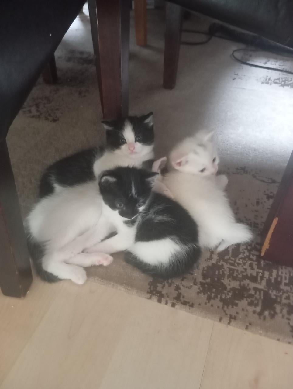 Kittens