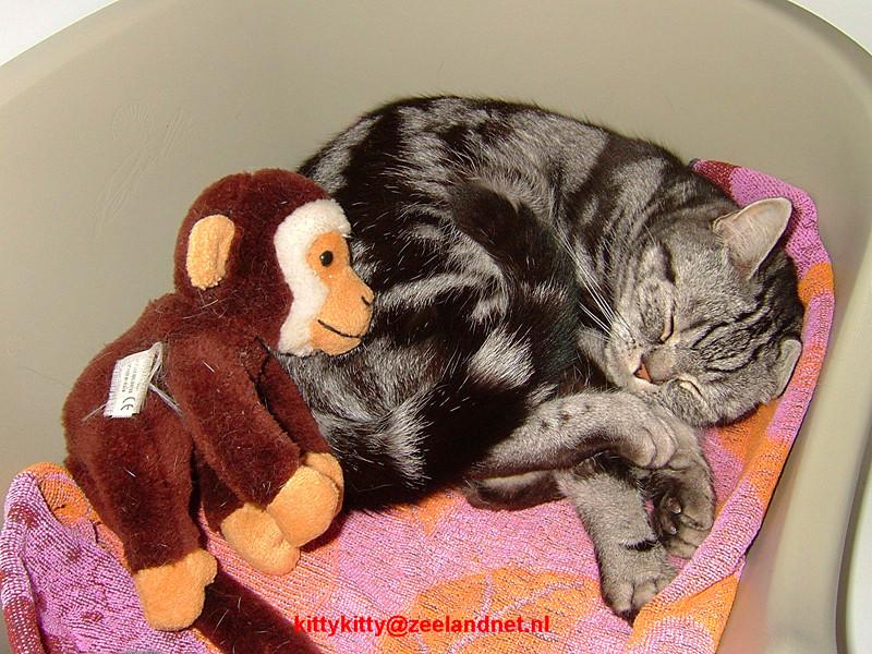 Kattenhotel Kitty Kitty, in Axel