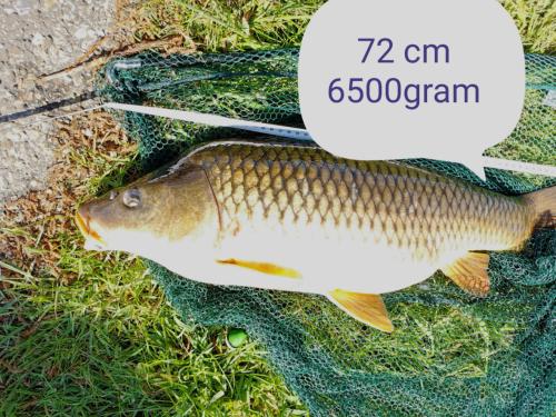 KOOP je visvergunning voor 2026 bij Karpervisserij Koudekerke € 17,50