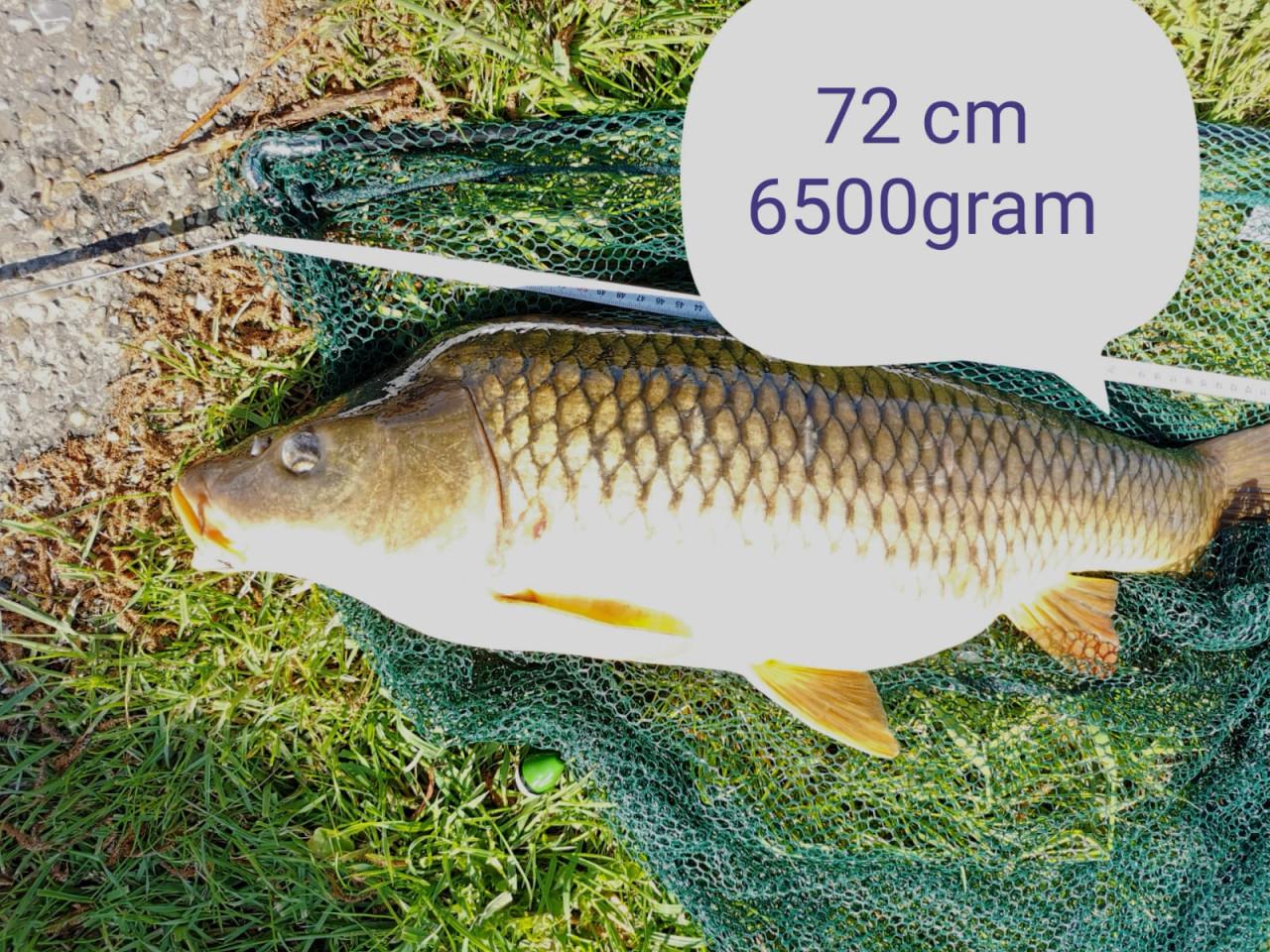 KOOP je visvergunning voor 2026 bij Karpervisserij Koudekerke € 17,50