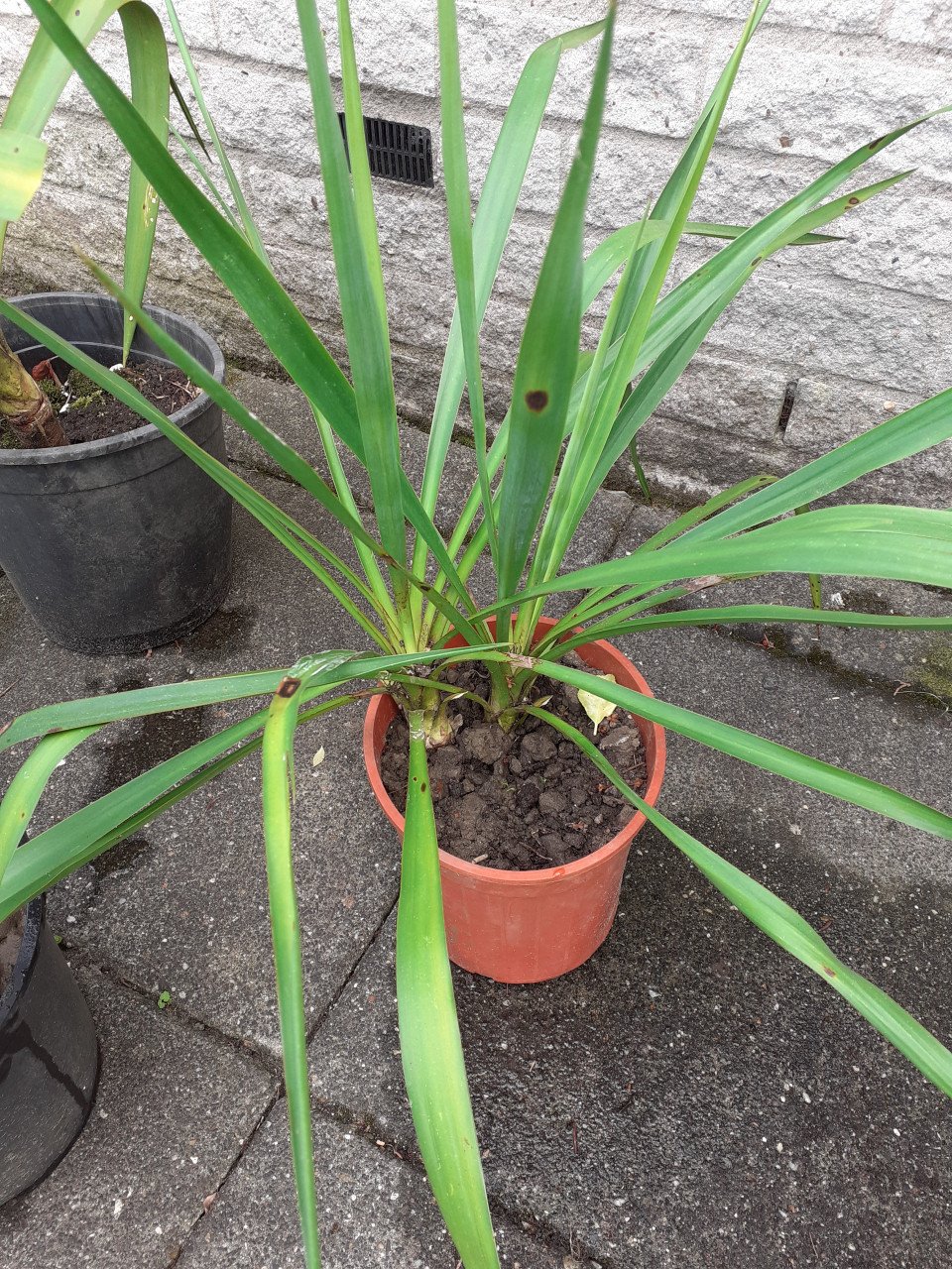 Yucca's