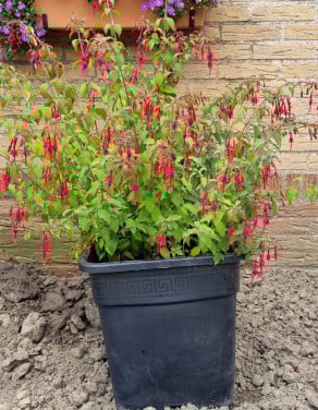 Fuchsias