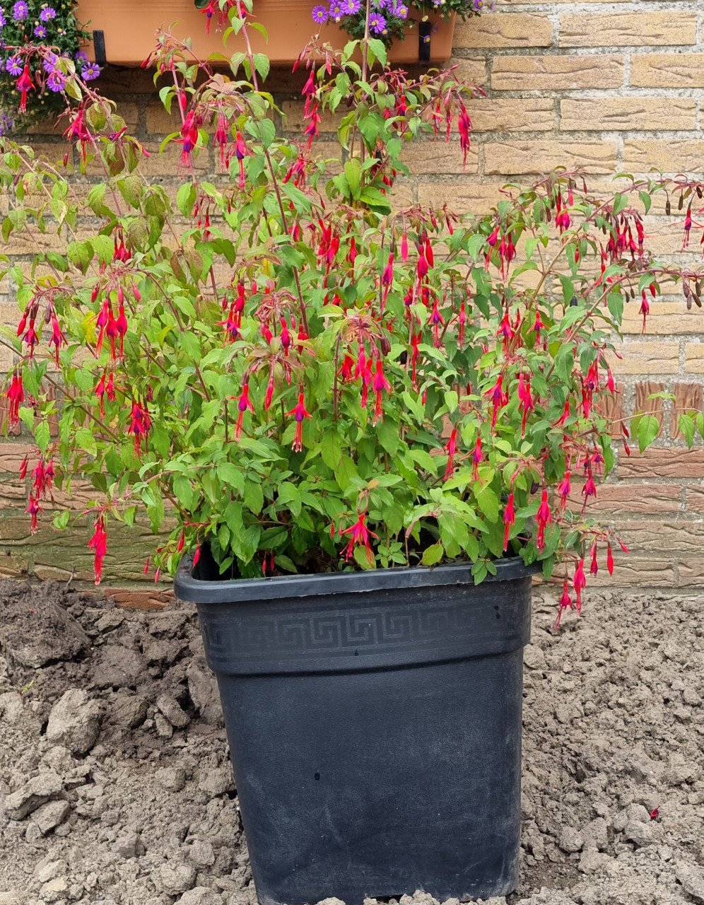Fuchsias