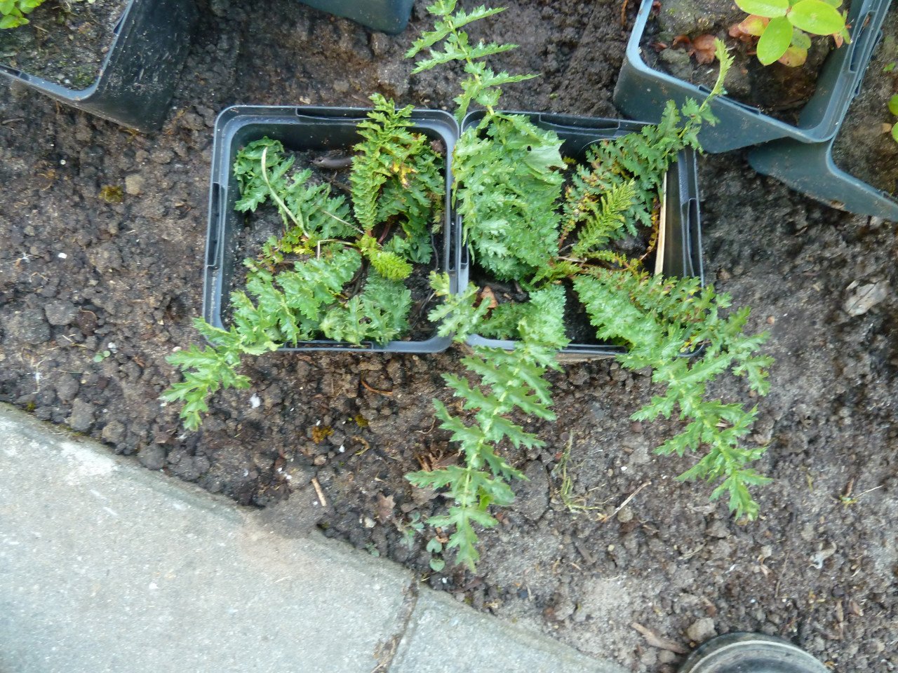 VASTE PLANTEN EN BODEMBEDEKKERS