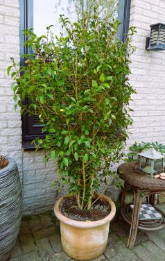 Flinke liguster struik