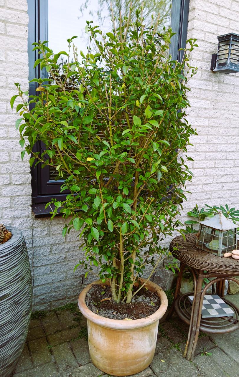 Flinke liguster struik