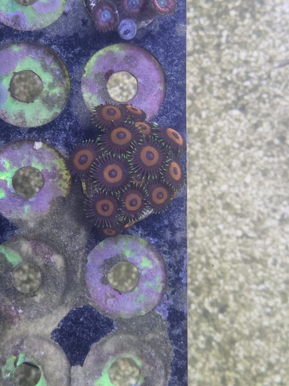 Laatste koralen en Red sea 350