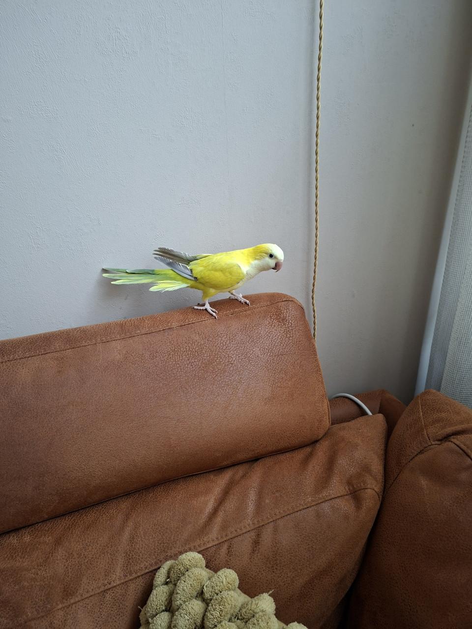 Muisparkieten  met kooi