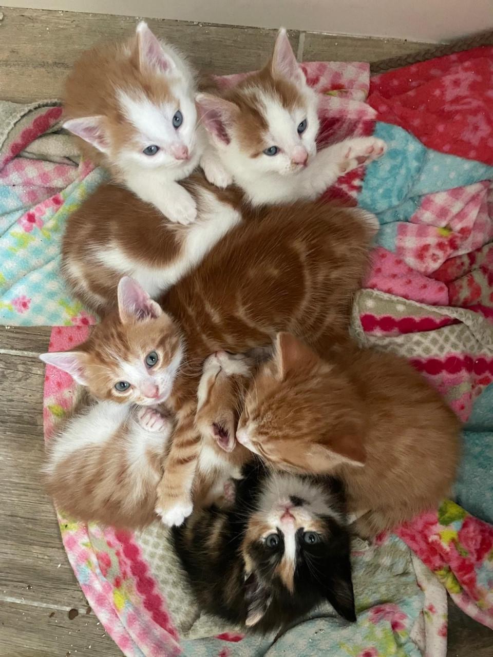 Kittens