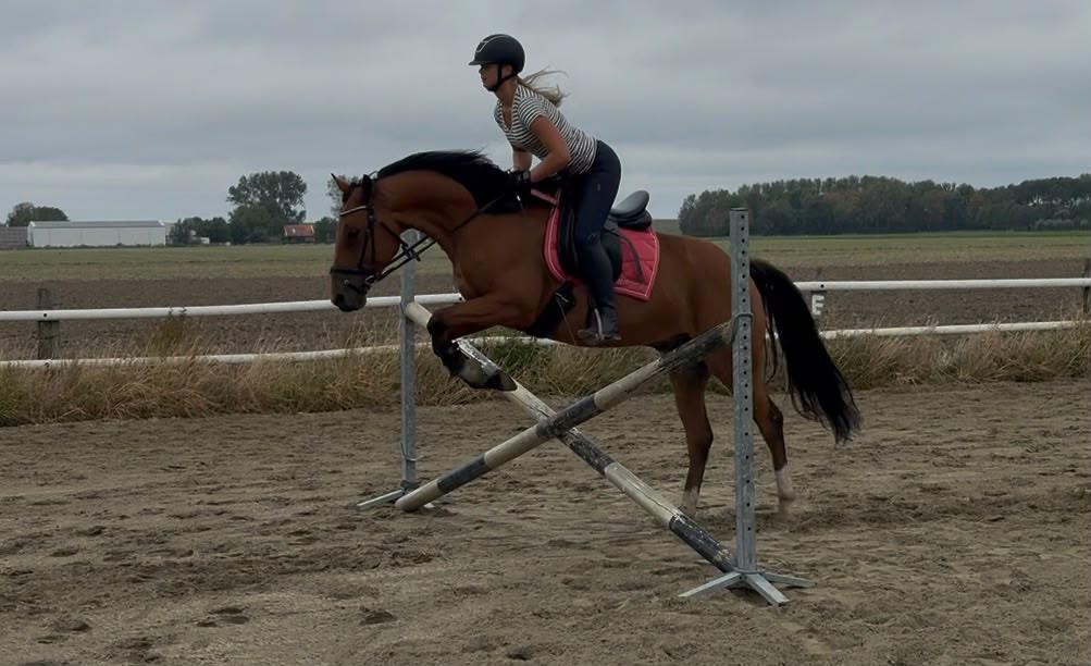 Lieve zangersheide